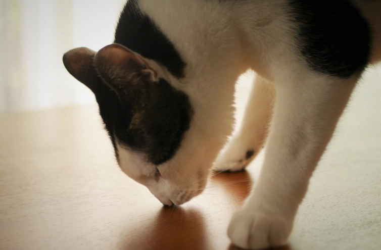 檜木對貓有害嗎