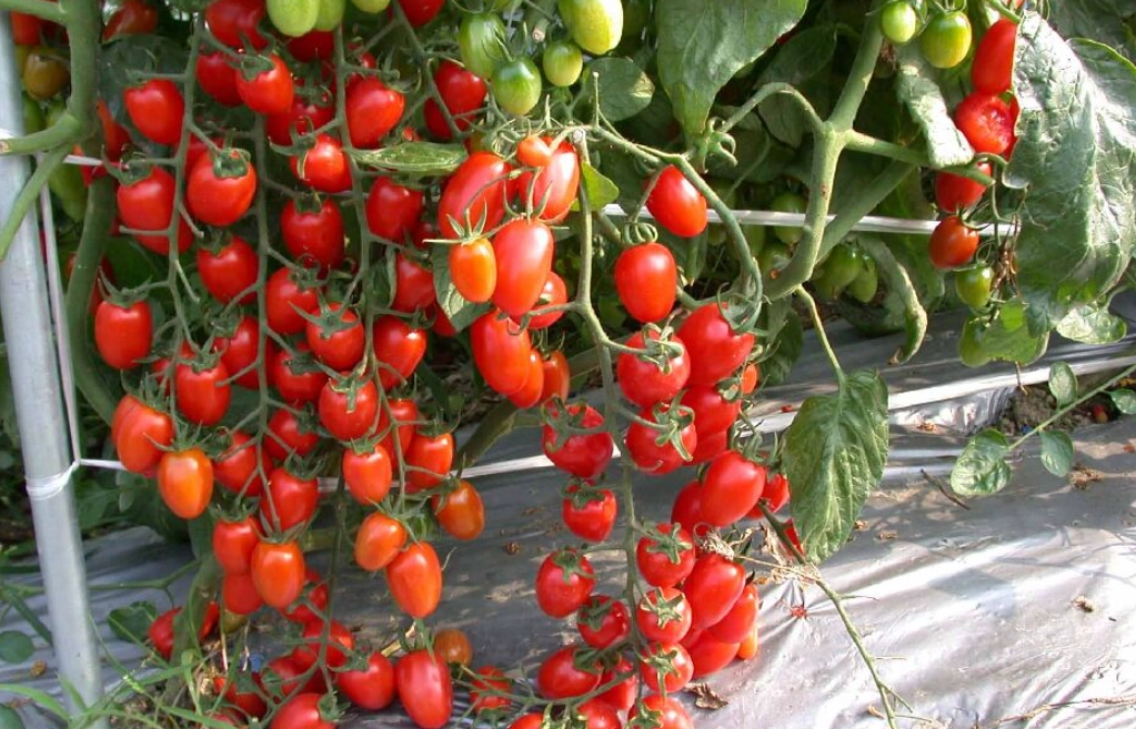 半停心番茄品種