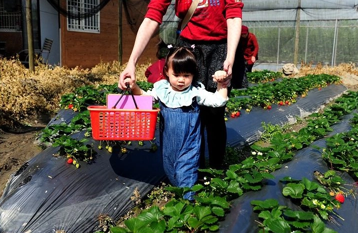 關西大同草莓園