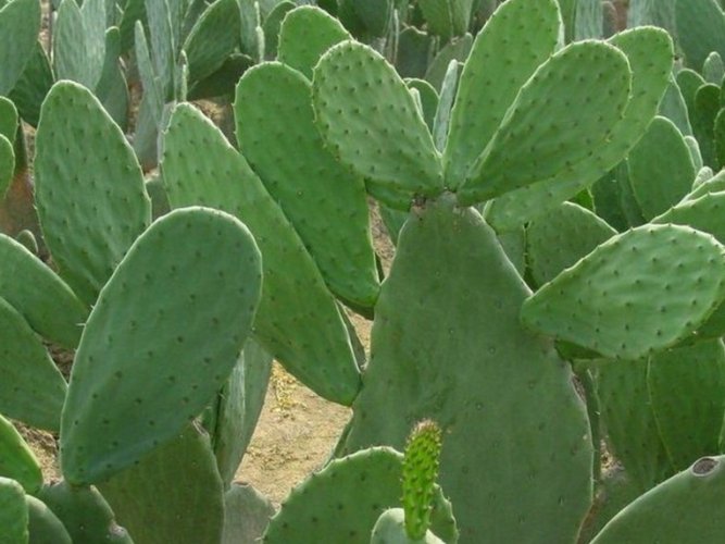 仙人掌種子悶養