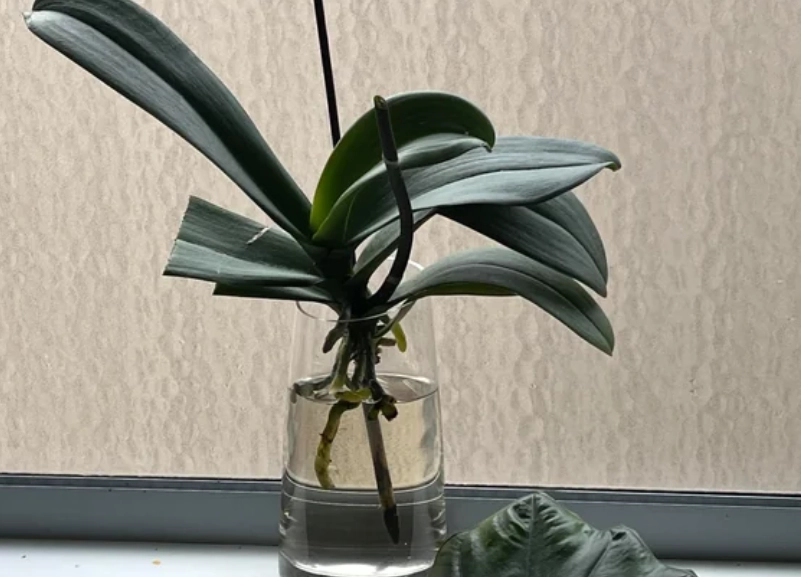 花瓶的水要放多少