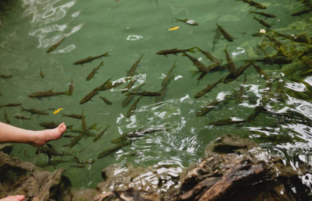 夢見池塘很多魚 夢見池塘很多魚