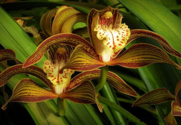 虎尾蘭會開花嗎