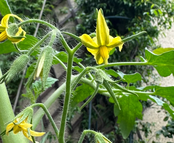 番茄開花結果過程 番茄開花結果過程
