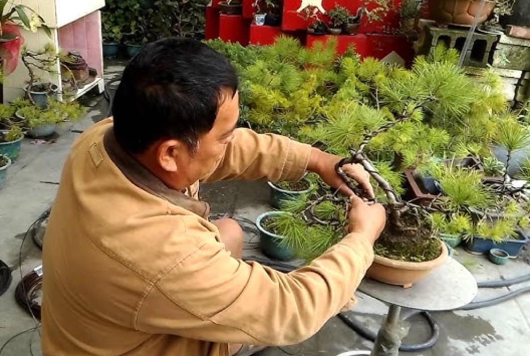 真柏怎麼修剪 真柏怎麼修剪