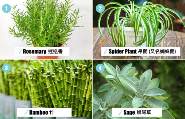 對貓無害的大型植物