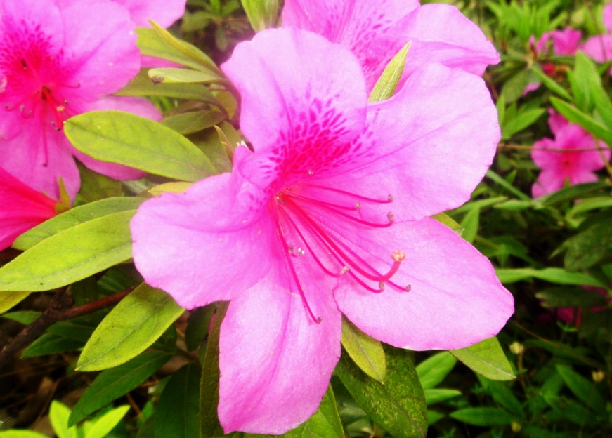 杜鵑花中毒怎麼辦