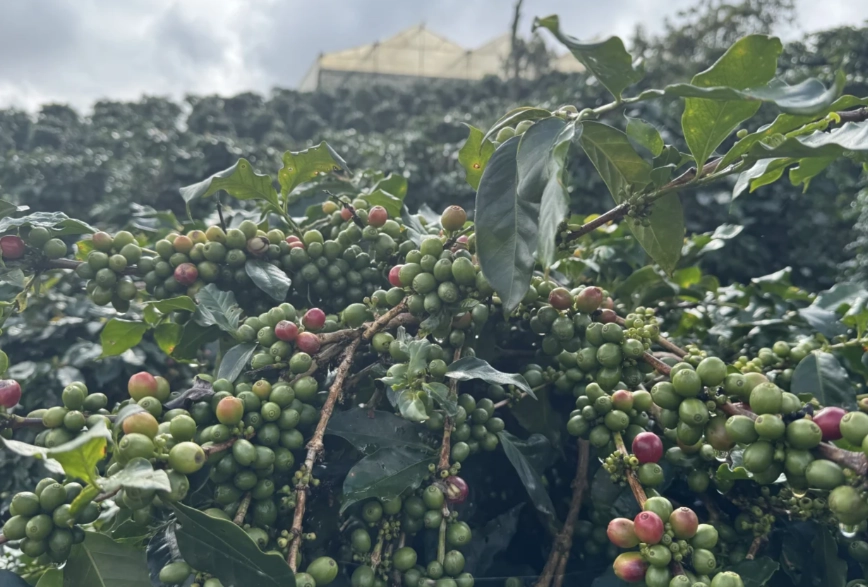 越南植物 越南植物