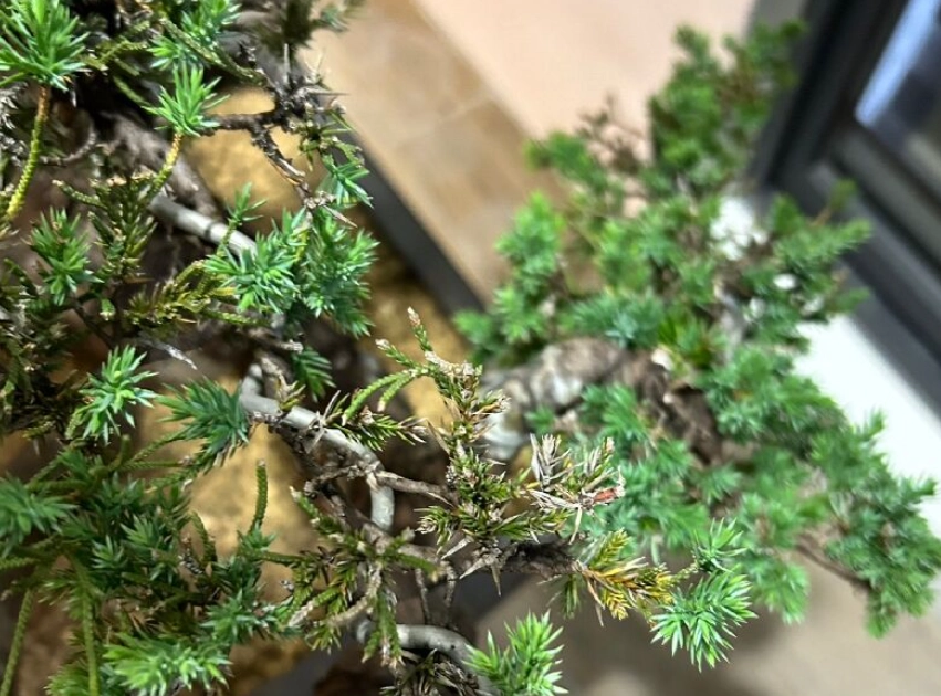 真柏疏葉藝術：掌握盆栽造型與健康的關鍵修剪技巧