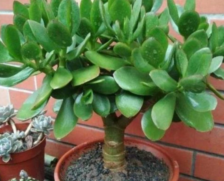 植物可以幾天不澆水