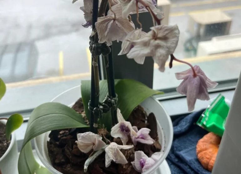 蘭花 一直 掉 蘭花 一直 掉