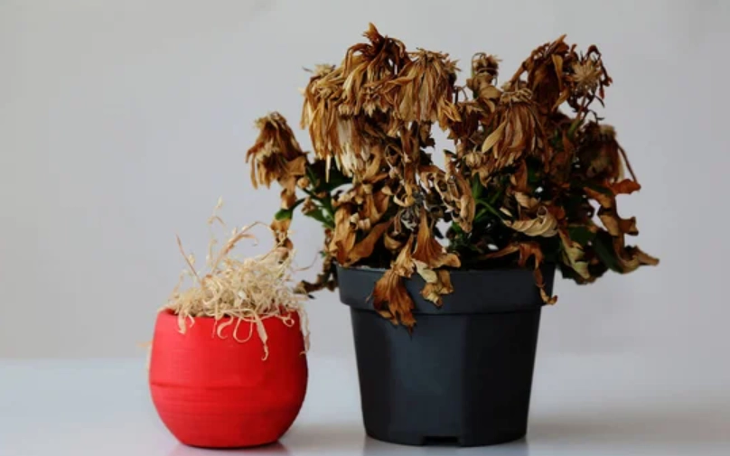 菊花盆栽枯萎