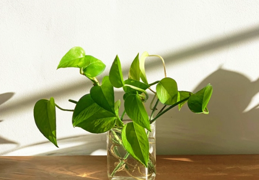 辦公桌植物推薦