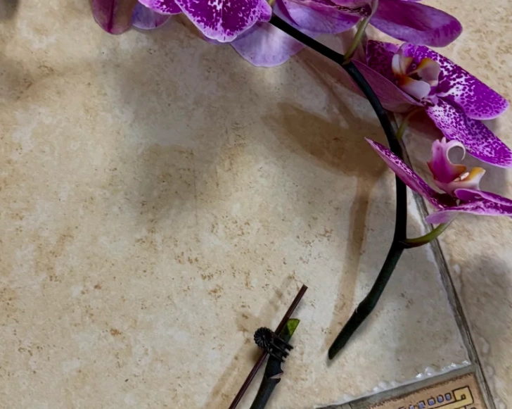 蘭花 花梗 折斷