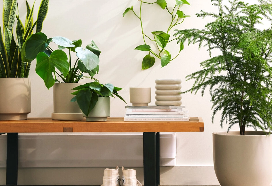 室內綠植品種挑選指南：從新手到玩家的12種不敗選擇