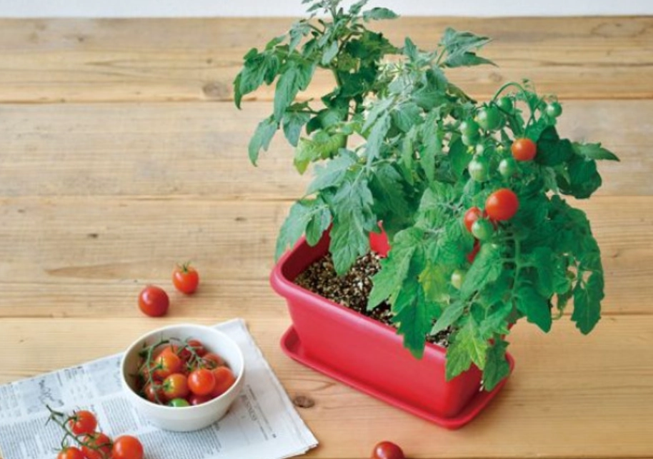 室內種植番茄