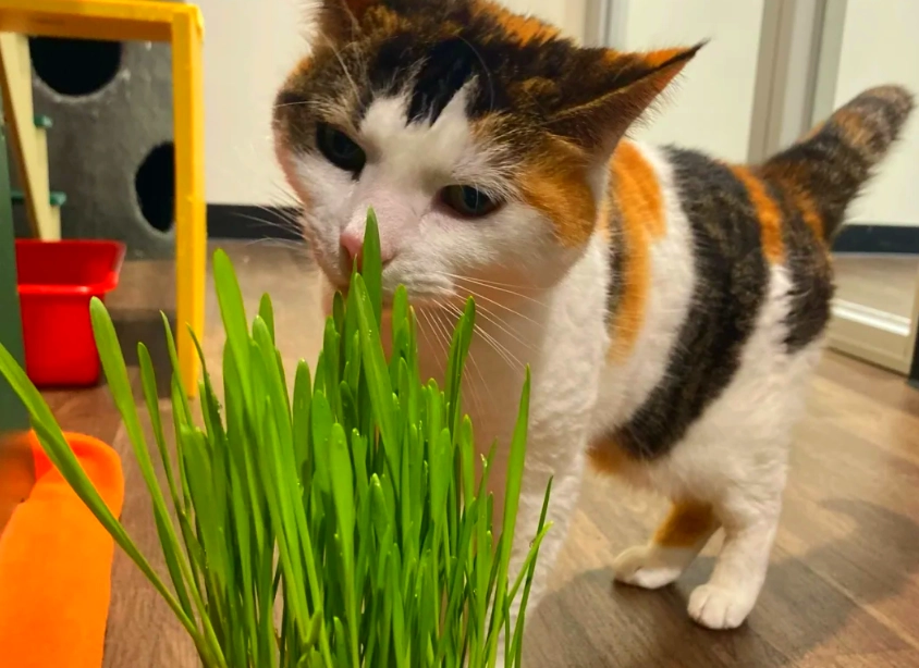 對貓無害的植物 對貓無害的植物