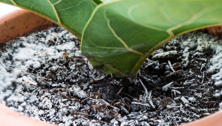 土壤發霉怎麼辦