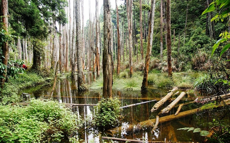 忘憂森林金柑樹山
