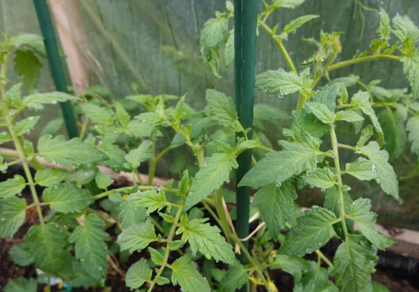 番茄的生長時間