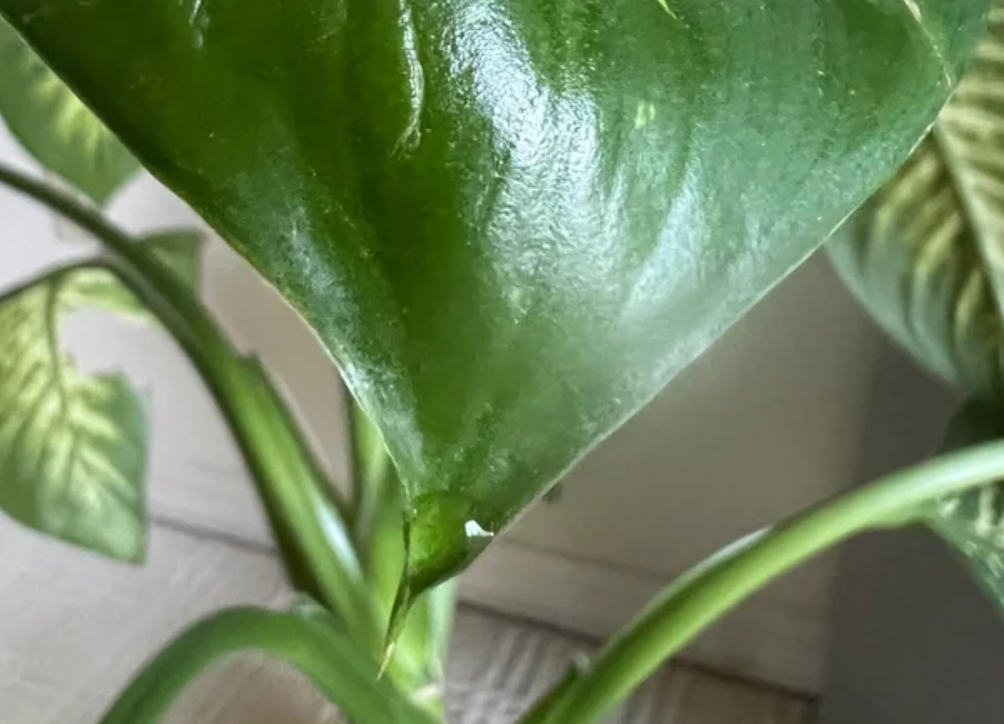 觀音蓮葉片分泌透明黏液？3個關鍵原因與處理全攻略