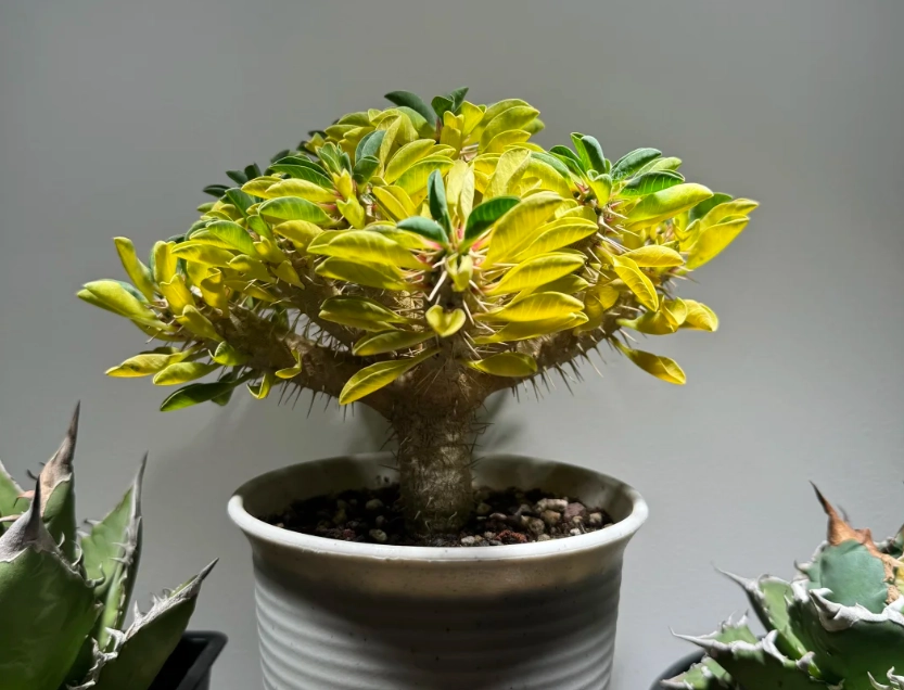 鬼棲閣葉子變黃