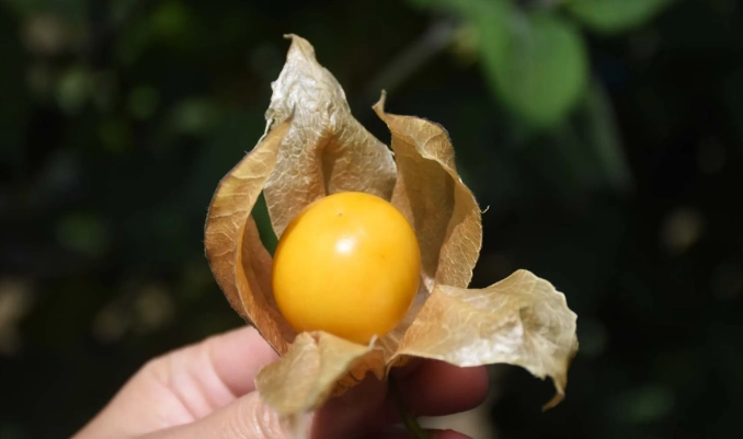 燈籠果栽培多久才能收成