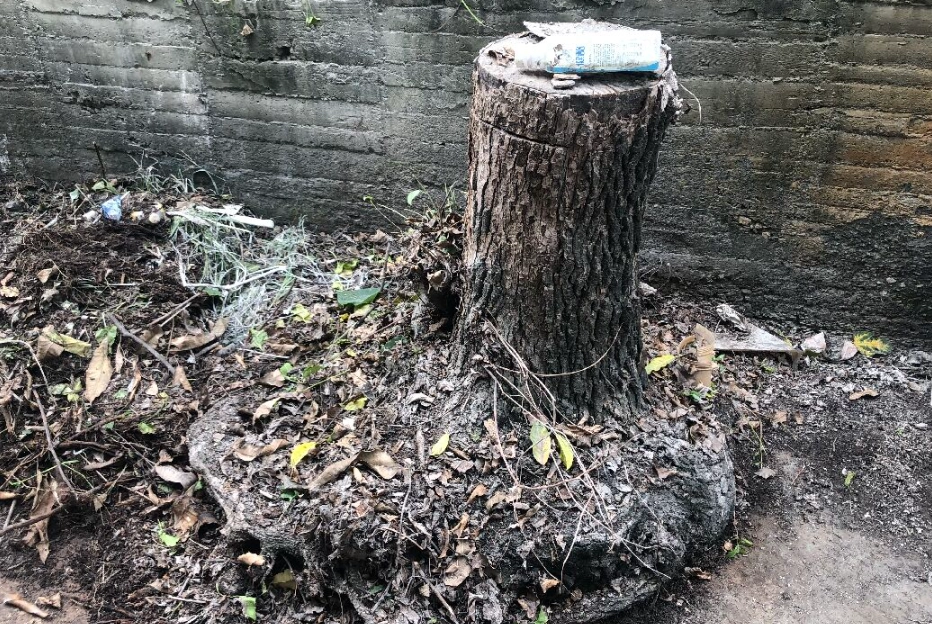 如何讓樹頭枯死 如何讓樹頭枯死