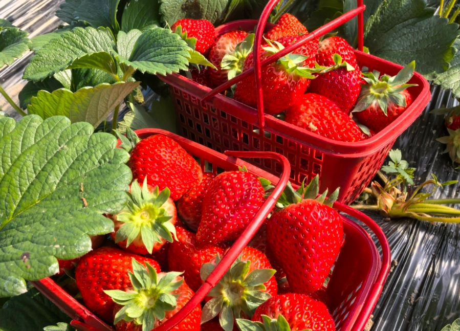 大湖草莓園推薦