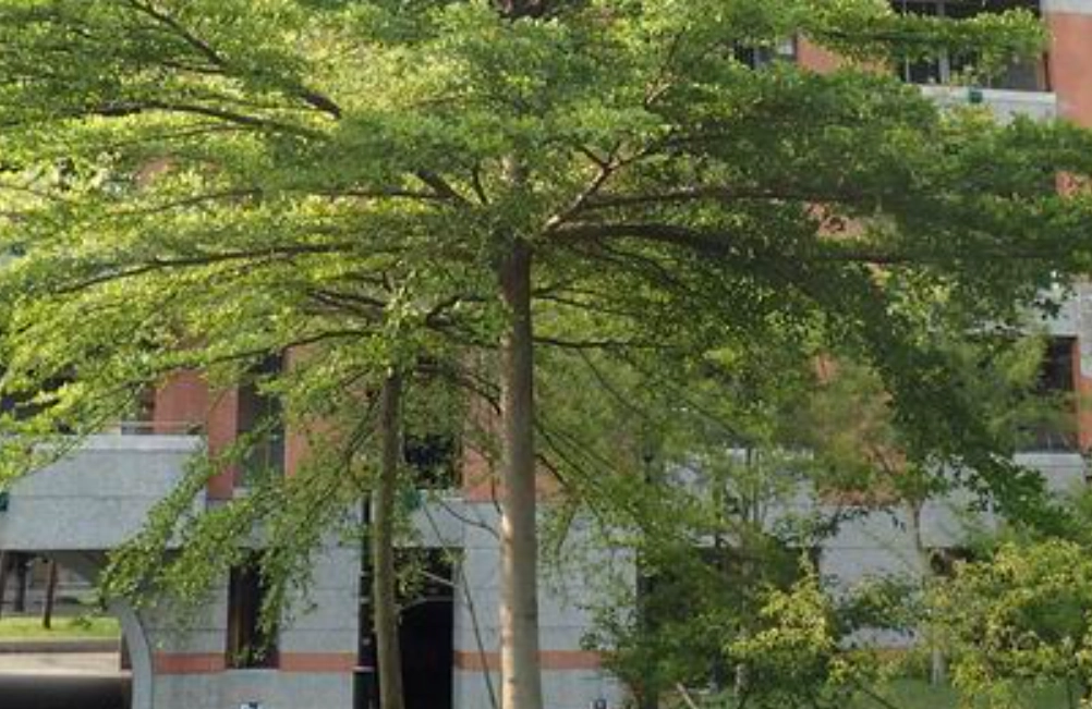 小葉欖仁照顧 小葉欖仁照顧