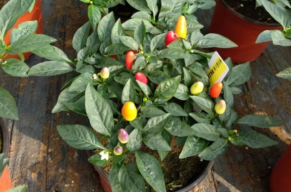 辣椒盆栽種植 辣椒盆栽種植