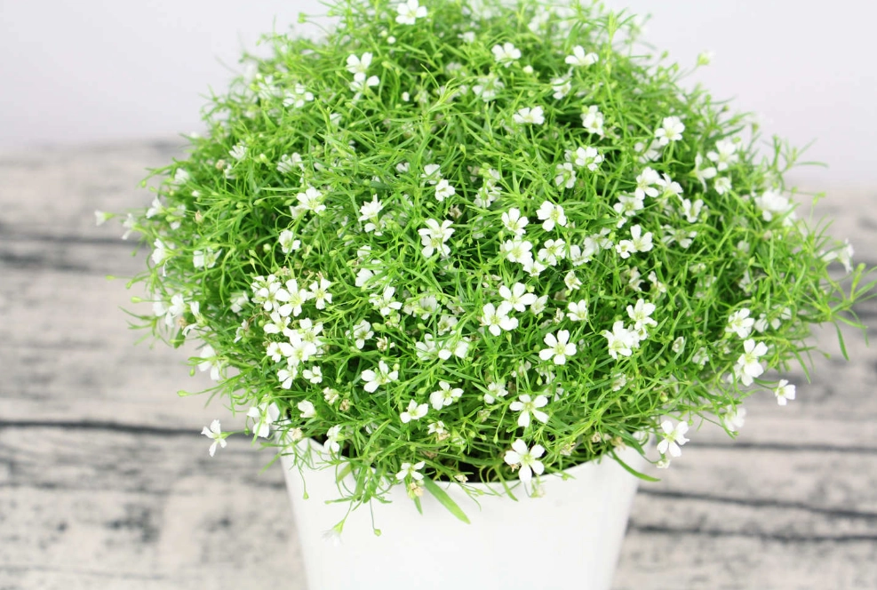 滿天星對貓有毒嗎