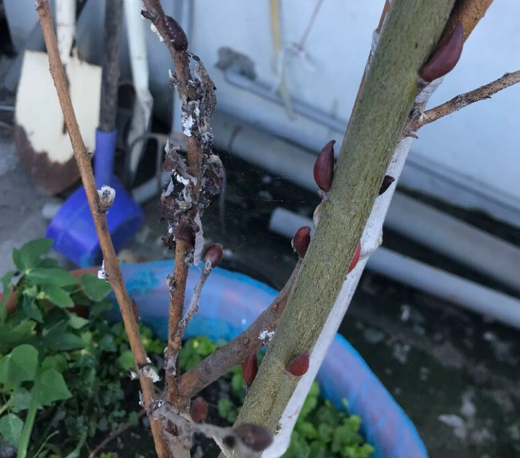 銀柳如何栽種？從基礎到進階的完整種植教學指南