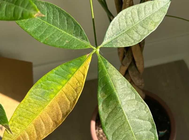 金錢樹葉子變黃原因