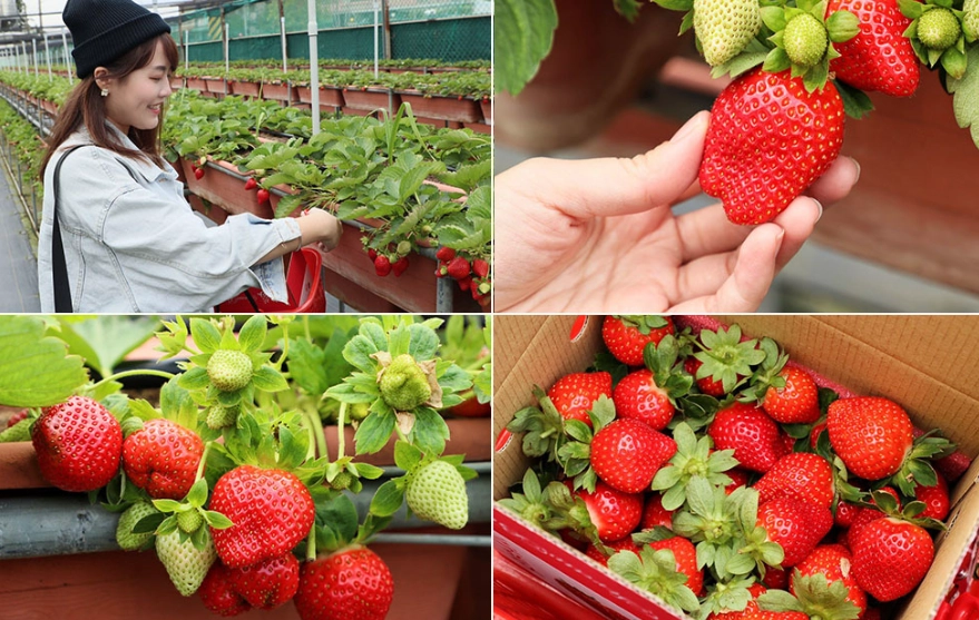 新竹採草莓一日遊 新竹採草莓一日遊