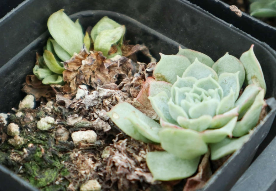 多肉葉子一碰就掉