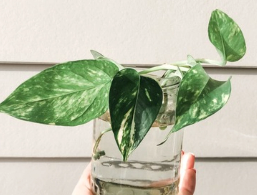 水種植物種類 水種植物種類