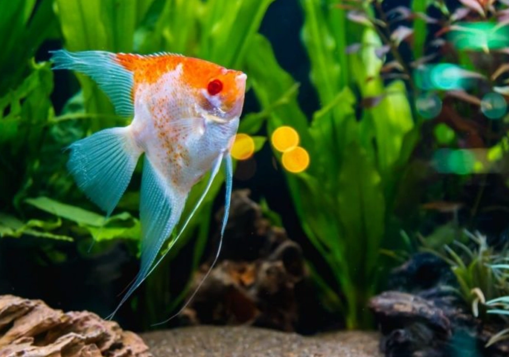 夢見魚缸有魚 夢見魚缸有魚