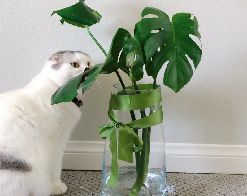 龜背芋水耕轉土耕