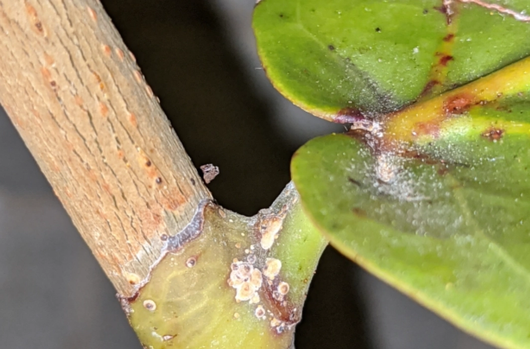 海葡萄病蟲害 海葡萄病蟲害