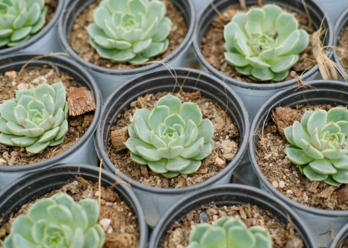 多肉怕冷嗎 多肉怕冷嗎