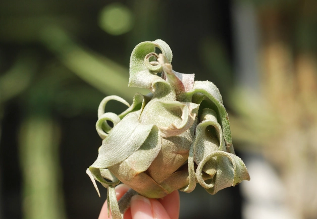 空氣鳳梨電捲燙怎麼養 空氣鳳梨電捲燙怎麼養