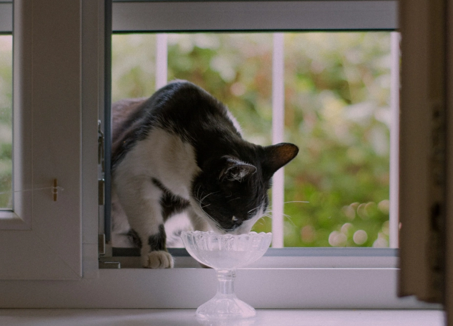 貓不吃東西只喝水