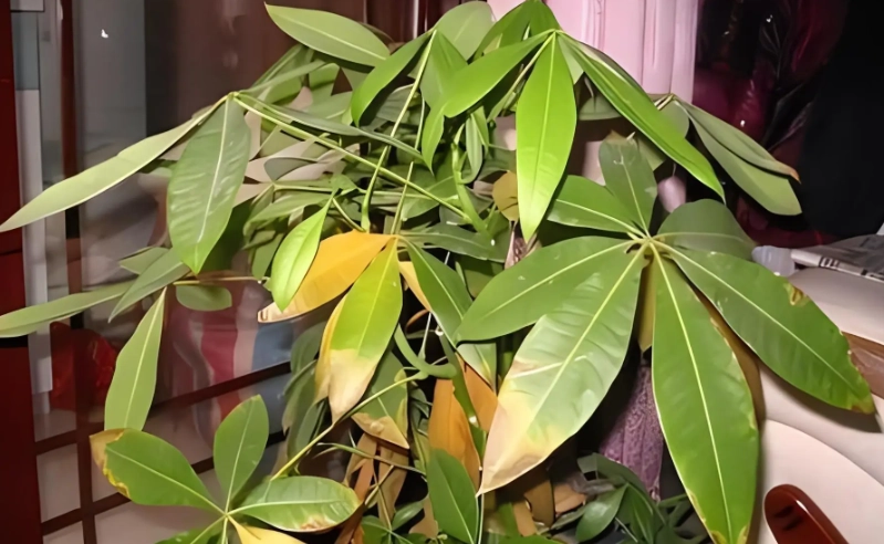 發財樹葉子變黃怎麼辦 發財樹葉子變黃怎麼辦