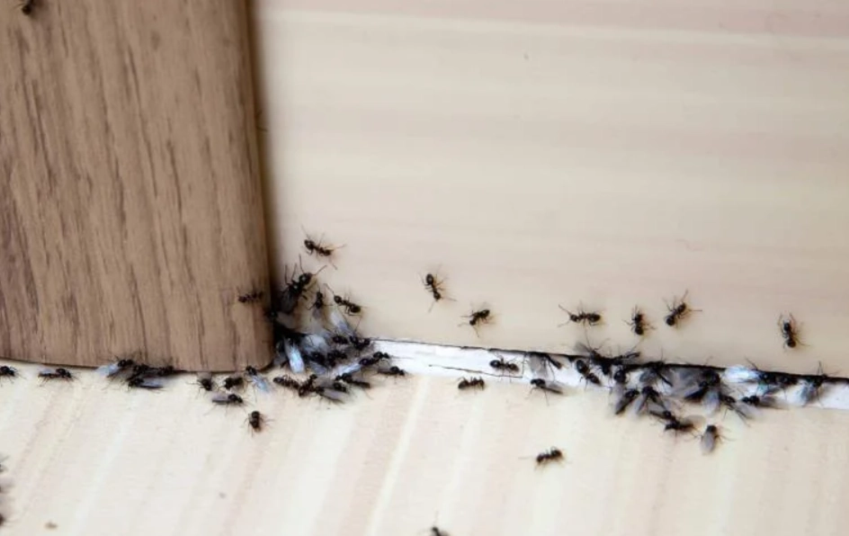 夢見地上很多螞蟻