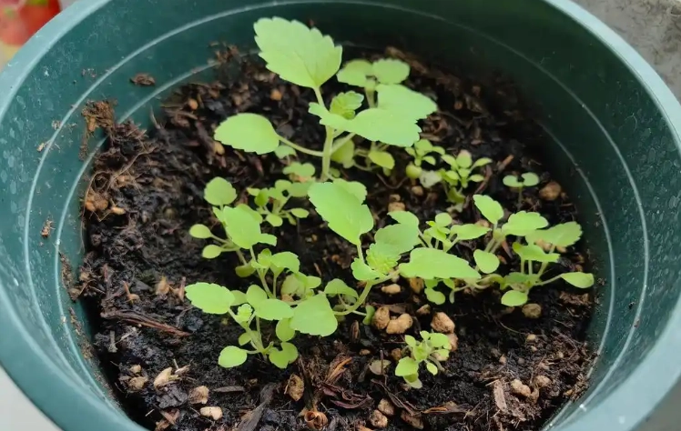 薄荷種子發芽時間