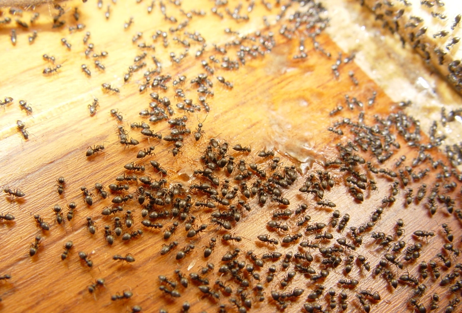 夢到很多螞蟻在地上