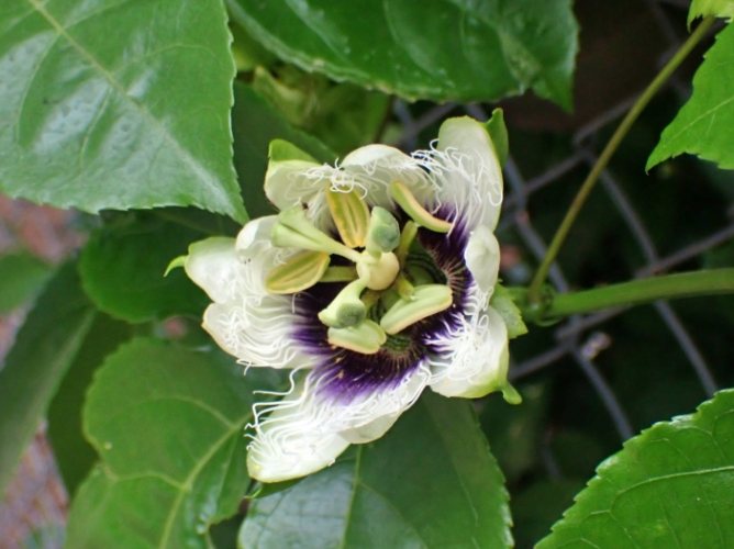 雞蛋果吃法 雞蛋果吃法