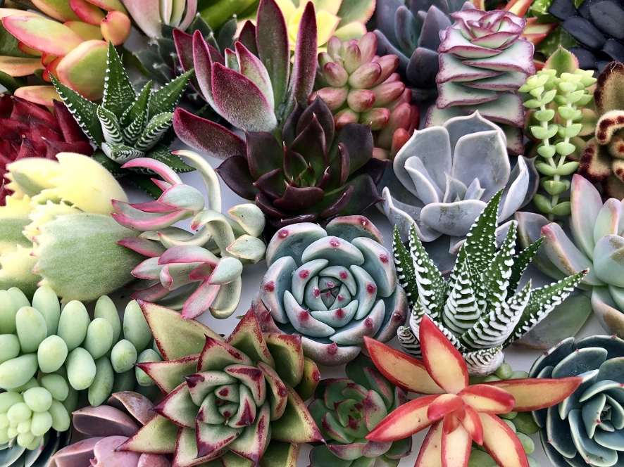 好養的多肉植物