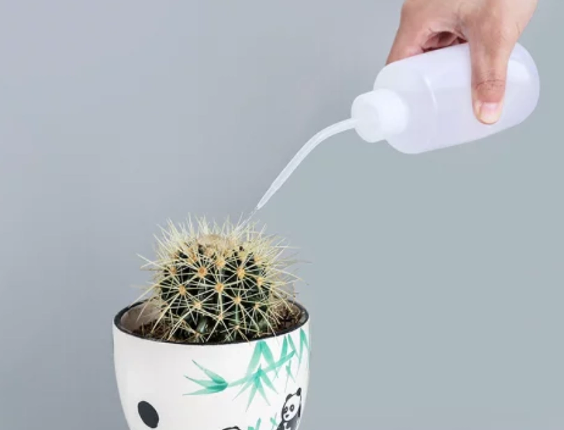 多肉植物怎麼澆水